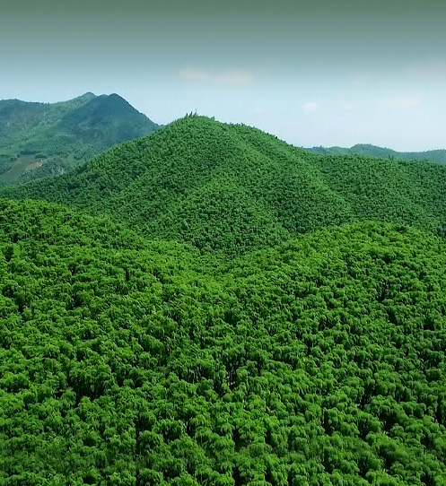 Bamboo Sea Prosperity