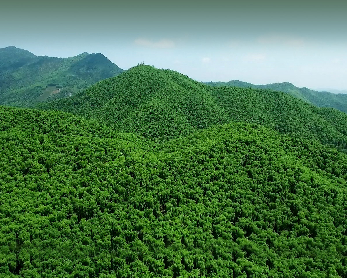 Bamboo Sea Prosperity