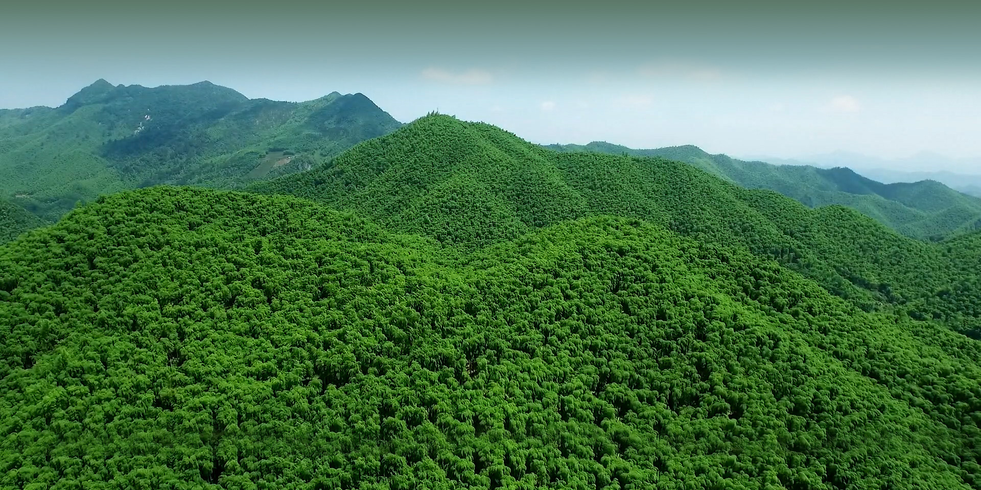 Bamboo Sea Prosperity