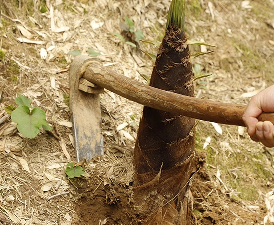 Primary industry: Bamboo shoot digging